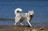 SIBERIAN HUSKY 599